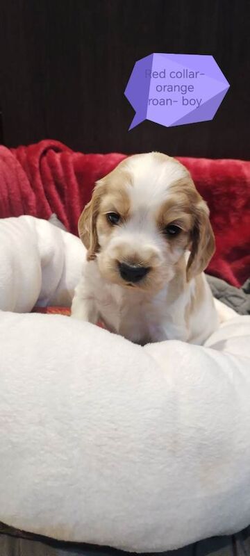 Cocker Spaniel puppies for sale in Dungannon, County Tyrone – KC registered, 4 weeks old - Image 3 of 4