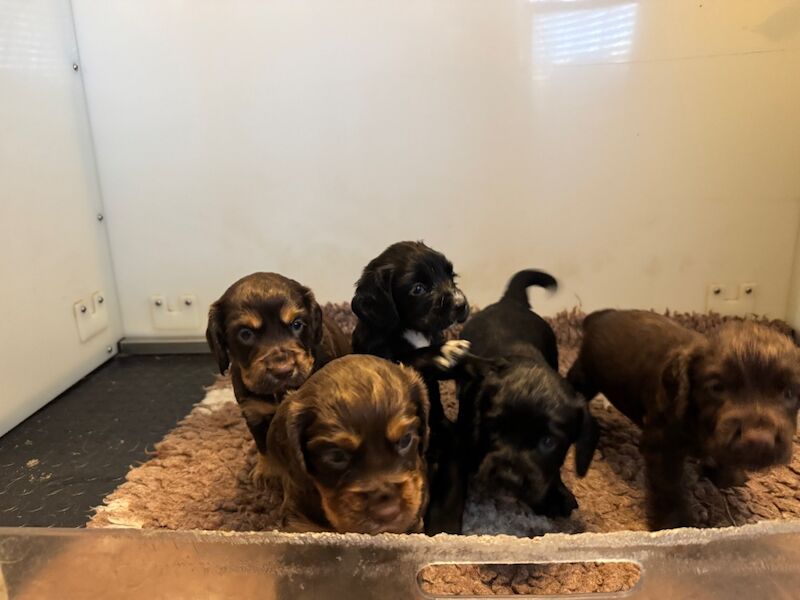 Cocker Spaniel puppies for sale in Kelso, Roxburgh, Ettrick and Lauderdale – KC registered, 4 weeks old