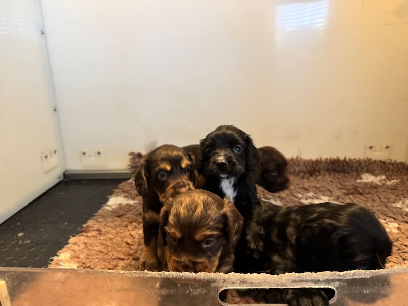 Cocker Spaniel puppies for sale in Kelso, Roxburgh, Ettrick and Lauderdale – KC registered, 4 weeks old - Image 2 of 12