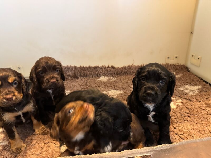 Cocker Spaniel puppies for sale in Kelso, Roxburgh, Ettrick and Lauderdale – KC registered, 4 weeks old - Image 3 of 12