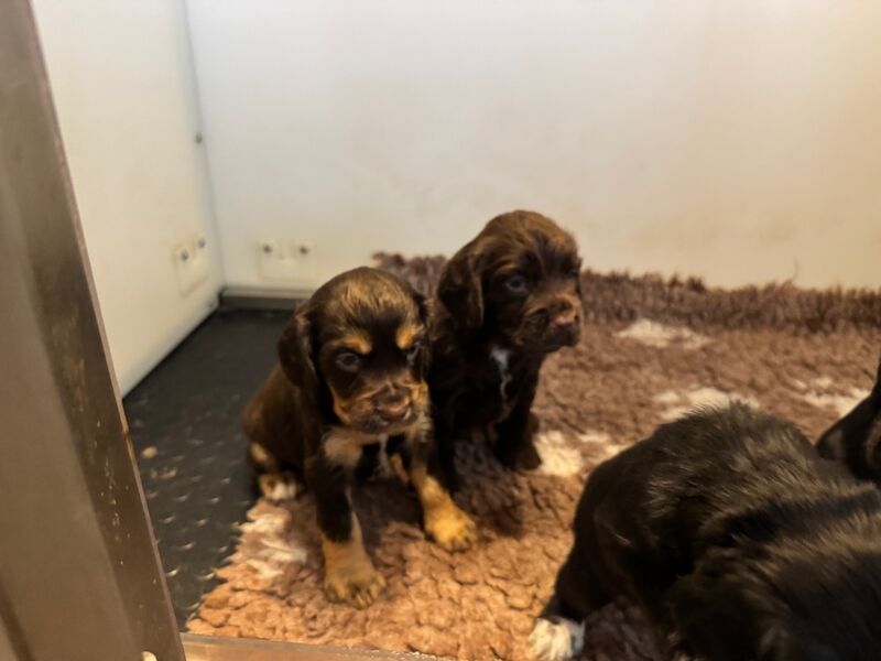 Cocker Spaniel puppies for sale in Kelso, Roxburgh, Ettrick and Lauderdale – KC registered, 4 weeks old - Image 4 of 12