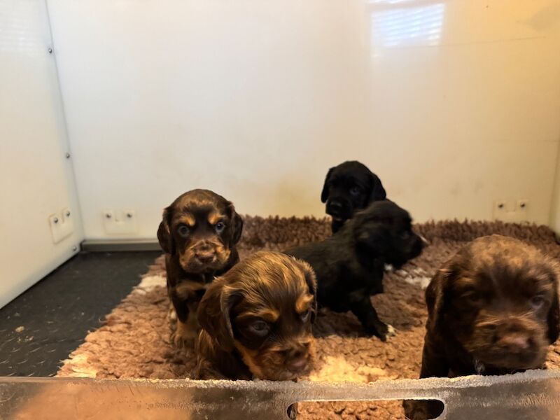 Cocker Spaniel puppies for sale in Kelso, Roxburgh, Ettrick and Lauderdale – KC registered, 4 weeks old - Image 5 of 12