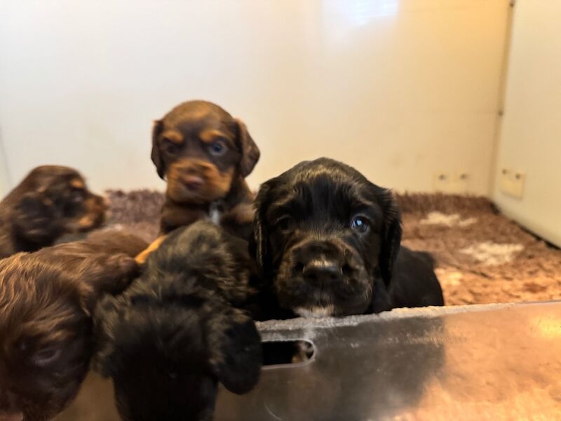 Cocker Spaniel puppies for sale in Kelso, Roxburgh, Ettrick and Lauderdale – KC registered, 4 weeks old - Image 6 of 12