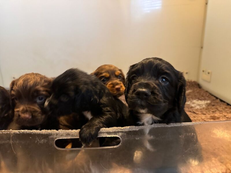 Cocker Spaniel puppies for sale in Kelso, Roxburgh, Ettrick and Lauderdale – KC registered, 4 weeks old - Image 7 of 12