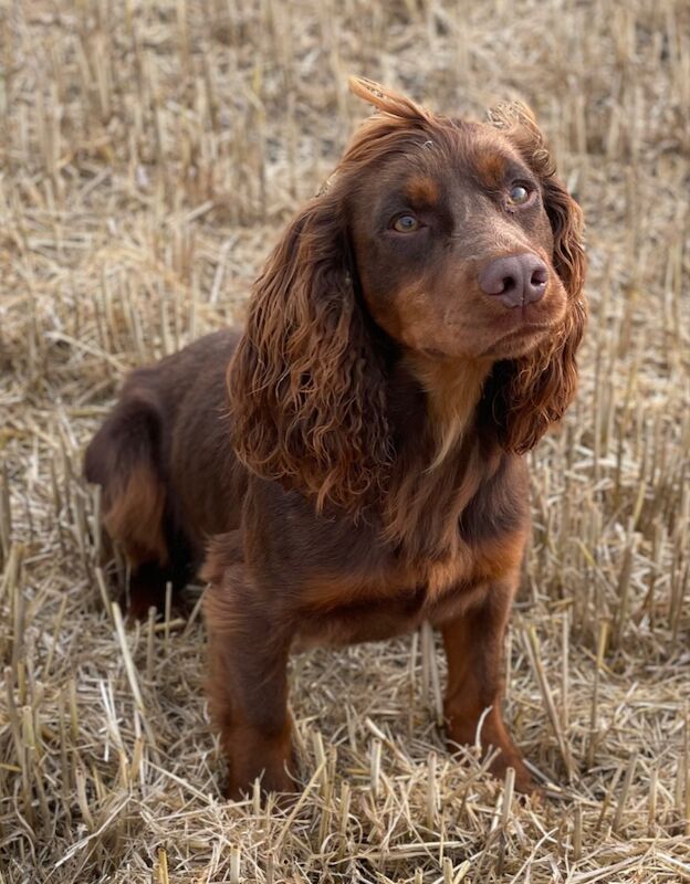 Cocker Spaniel puppies for sale in Kelso, Roxburgh, Ettrick and Lauderdale – KC registered, 4 weeks old - Image 11 of 12