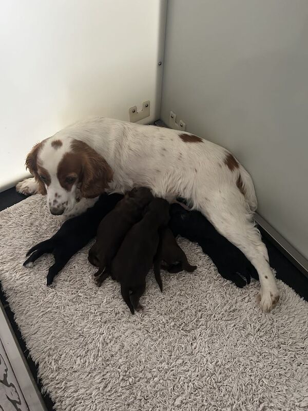 Cocker Spaniel puppies for sale in Kelso, Roxburgh, Ettrick and Lauderdale – KC registered, 4 weeks old - Image 12 of 12
