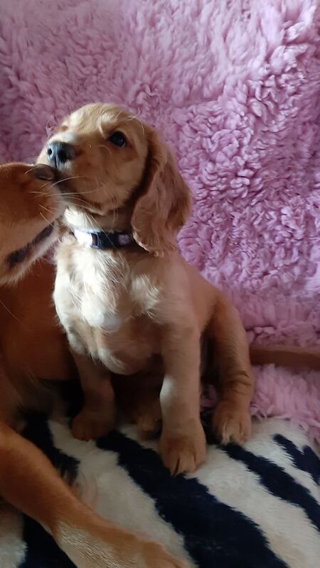 STUNNING K.C. REG WORKING COCKER SPANIEL PUPPY (Boy) - Image 2 of 3