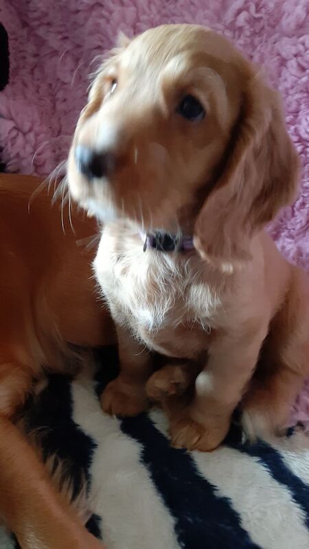 STUNNING K.C. REG WORKING COCKER SPANIEL PUPPY (Boy) - Image 3 of 3