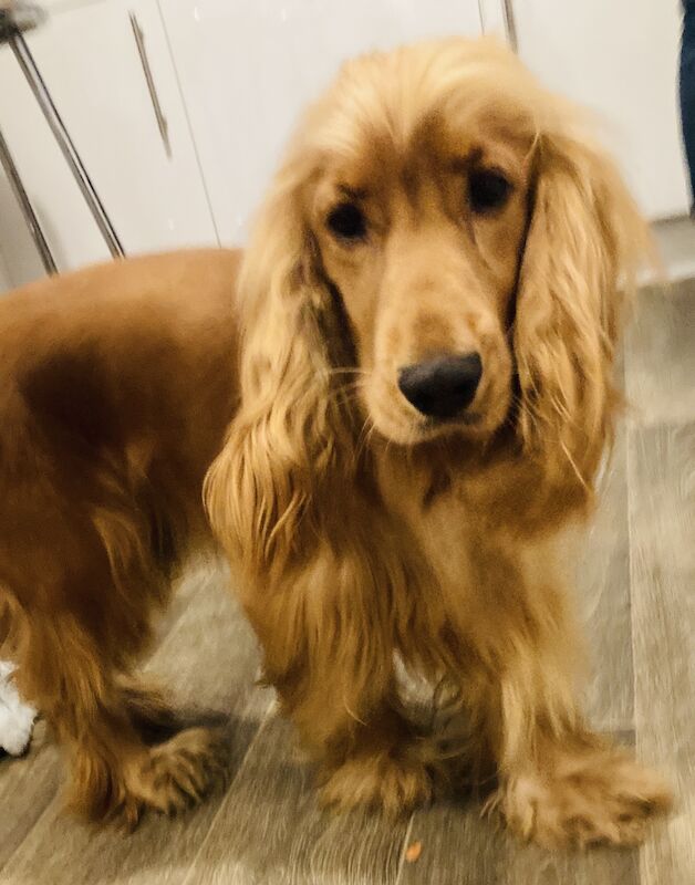 Stunning KC registered show Cocker spaniel puppies due April time for sale in Leeds, West Yorkshire | Image 2