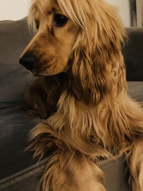 Stunning KC registered show Cocker spaniel puppies due April time for sale in Leeds, West Yorkshire | Image 3