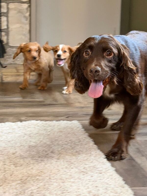 Stunning KC Registered Worker Cocker Spaniel Puppies