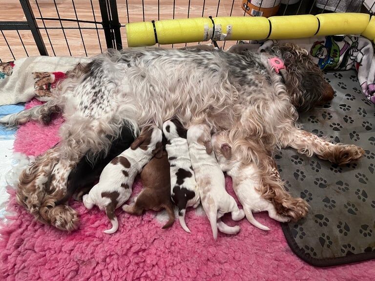 Cocker Spaniel puppies for sale in Romford, Greater London – KC registered, 4 weeks old