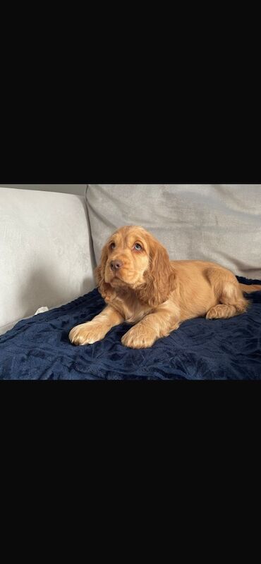 Cocker Spaniel puppies for sale in Brecon / Aberhonddu, Powys – KC registered, 8 months old - Image 1 of 6