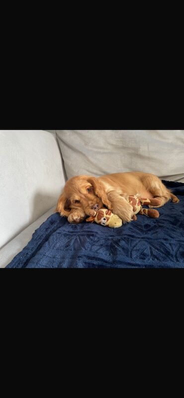 Cocker Spaniel puppies for sale in Brecon / Aberhonddu, Powys – KC registered, 8 months old - Image 2 of 6