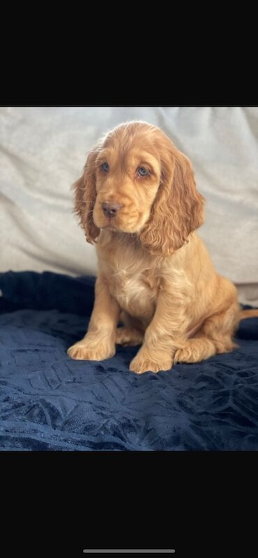 Cocker Spaniel puppies for sale in Brecon / Aberhonddu, Powys – KC registered, 8 months old - Image 3 of 6