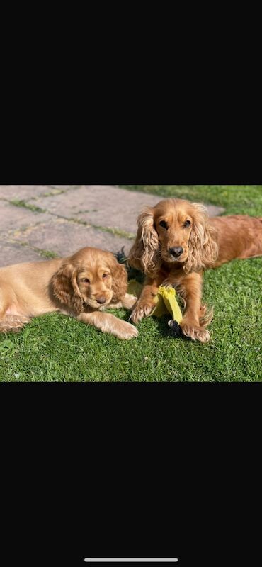 Cocker Spaniel puppies for sale in Brecon / Aberhonddu, Powys – KC registered, 8 months old - Image 4 of 6