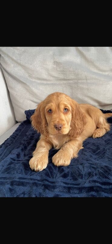 Cocker Spaniel puppies for sale in Brecon / Aberhonddu, Powys – KC registered, 8 months old - Image 5 of 6
