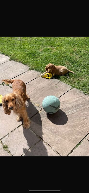 Cocker Spaniel puppies for sale in Brecon / Aberhonddu, Powys – KC registered, 8 months old - Image 6 of 6