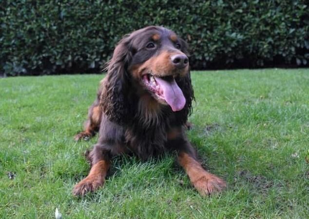 Cocker Spaniel puppies for sale in Gellifor, Denbighshire – 1 year old - Image 2 of 5