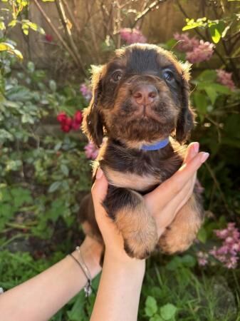 Cocker Spaniel puppies for sale in Gellifor, Denbighshire – 1 year old - Image 5 of 5