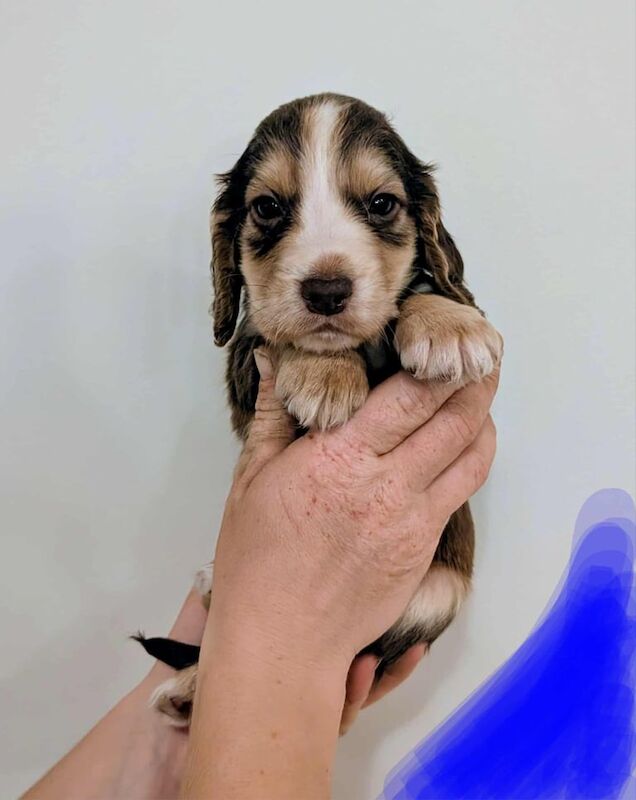 Cocker Spaniel puppies for sale in York, North Yorkshire – 7 weeks old