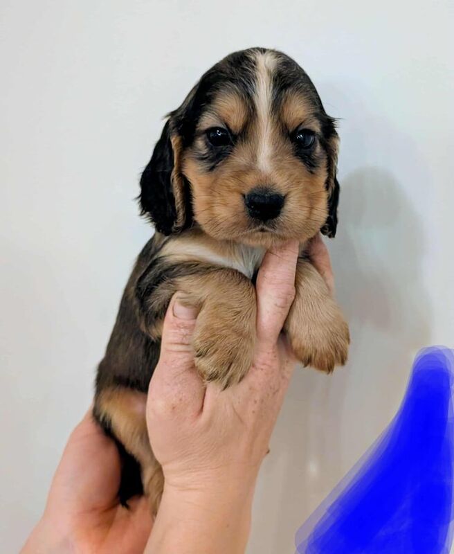Cocker Spaniel puppies for sale in York, North Yorkshire – 7 weeks old - Image 2 of 3