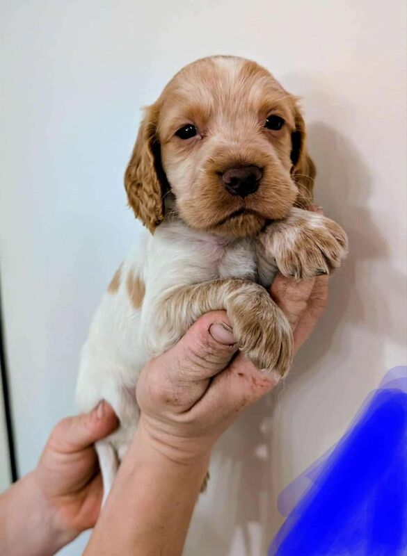 Cocker Spaniel puppies for sale in York, North Yorkshire – 7 weeks old - Image 3 of 3