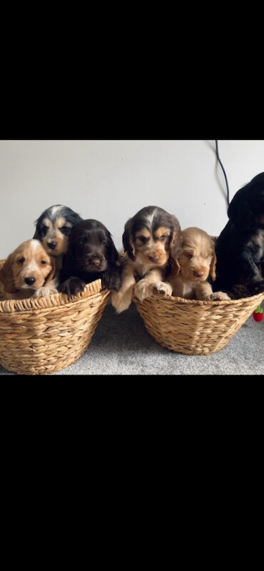 Cocker Spaniel Puppies For Sale