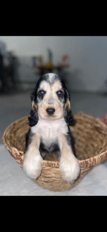 Stunning litter of kc cocker spaniel - Image 2 of 4