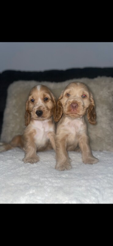 Stunning litter of kc cocker spaniel - Image 3 of 4