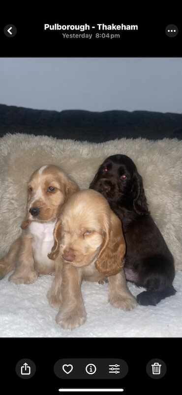 Stunning litter of kc cocker spaniel - Image 4 of 4
