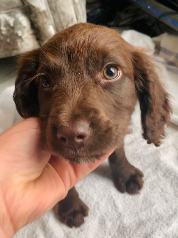 Stunning litter of sprocker puppies