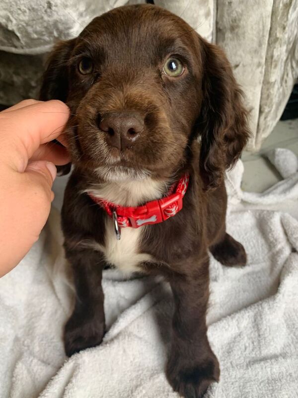 Stunning litter of sprocker puppies - Image 2 of 5