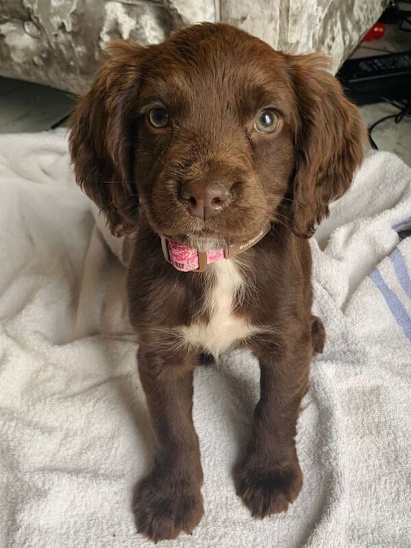 Stunning litter of sprocker puppies - Image 3 of 5