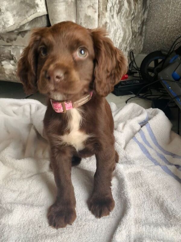 Stunning litter of sprocker puppies - Image 4 of 5