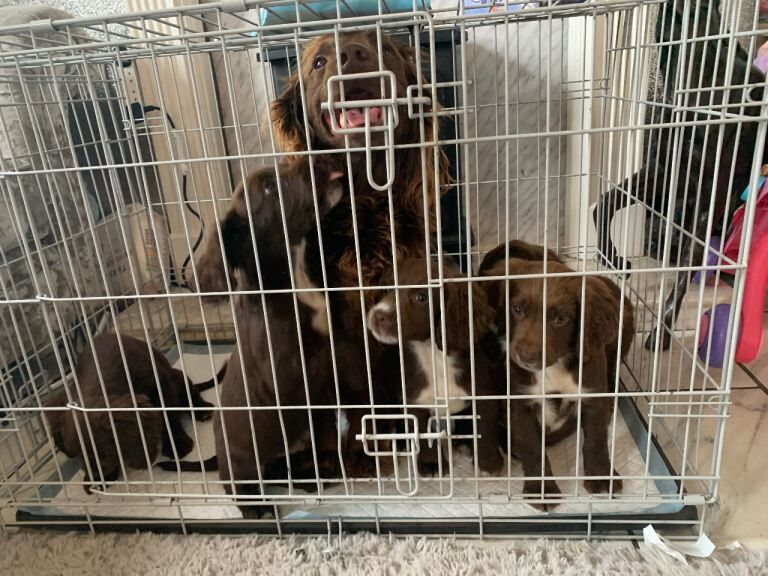 Stunning litter of sprocker puppies - Image 5 of 5