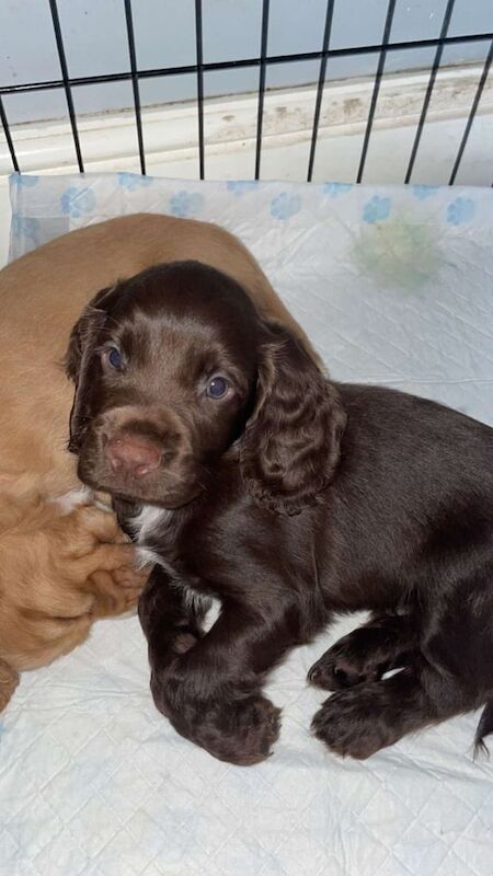 Cocker Spaniel puppies for sale in Warrington, Cheshire – 6 weeks old