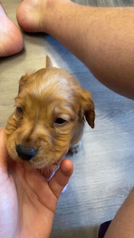 Cocker Spaniel puppies for sale in Warrington, Cheshire – 6 weeks old - Image 3 of 3