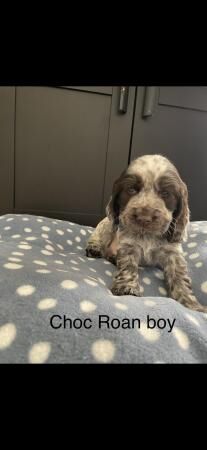 Cocker Spaniel puppies for sale in Southminster, Essex – 1 year old - Image 1 of 5