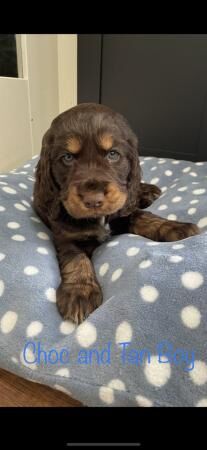 Cocker Spaniel puppies for sale in Southminster, Essex – 1 year old - Image 2 of 5