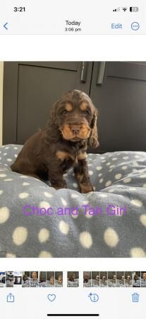 Cocker Spaniel puppies for sale in Southminster, Essex – 1 year old - Image 3 of 5