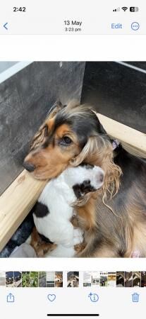 Cocker Spaniel puppies for sale in Southminster, Essex – 1 year old - Image 4 of 5