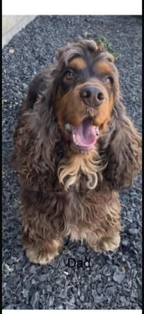 Cocker Spaniel puppies for sale in Southminster, Essex – 1 year old - Image 5 of 5