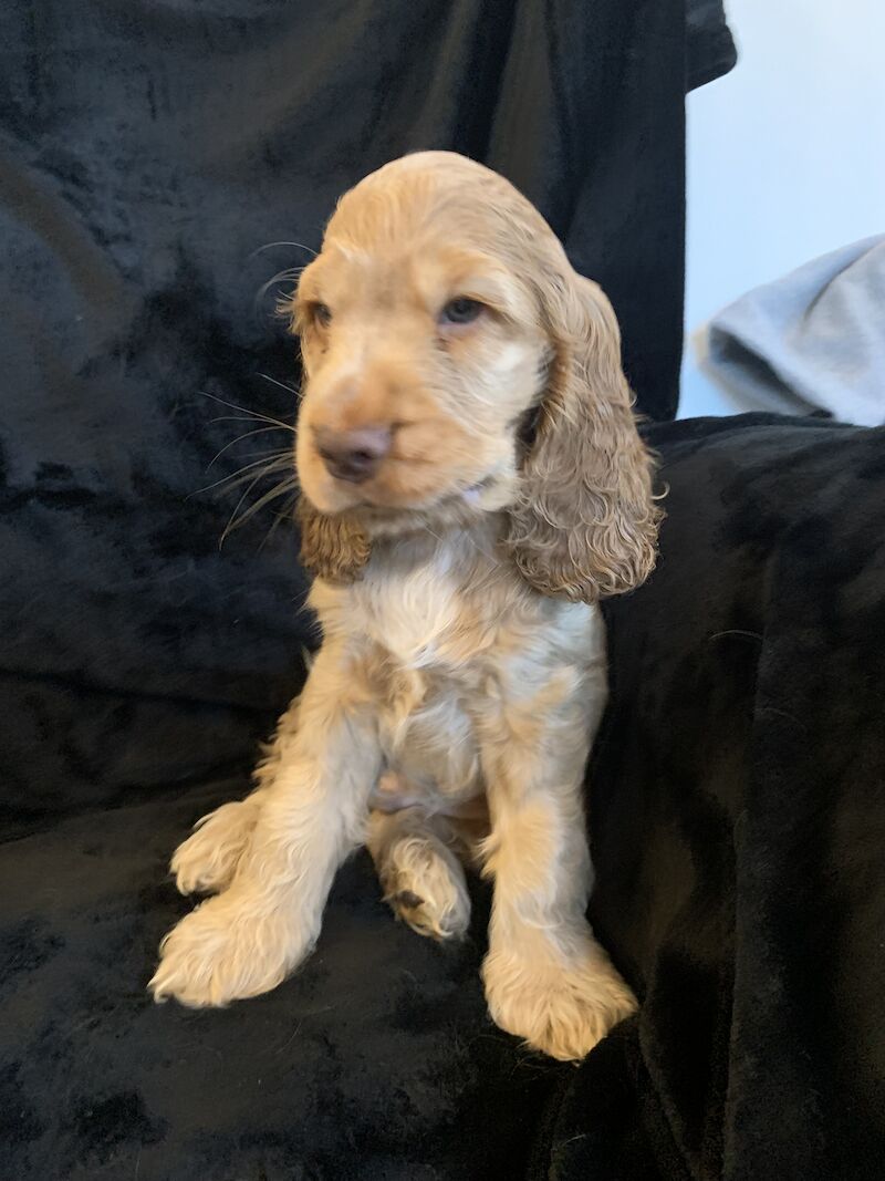 Cocker Spaniel Dogs And Puppies For Sale In Aberystwyth, Ceredigion
