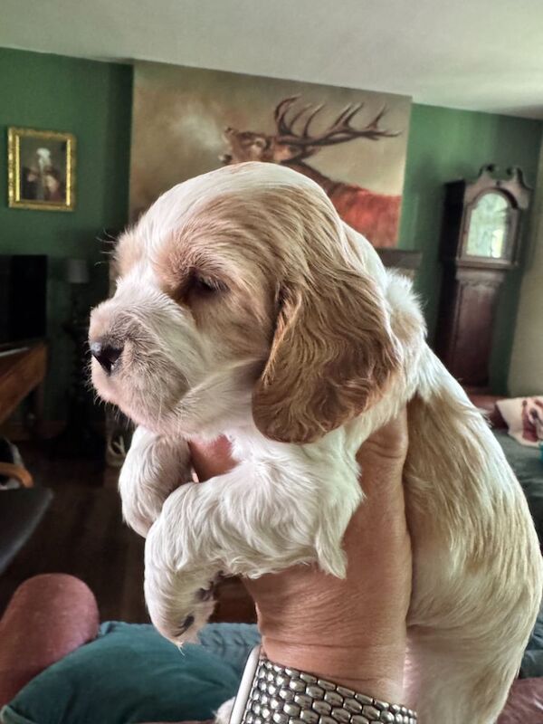 Stunning Show type cocker puppies for sale in Carlisle, Cumbria | Image 2