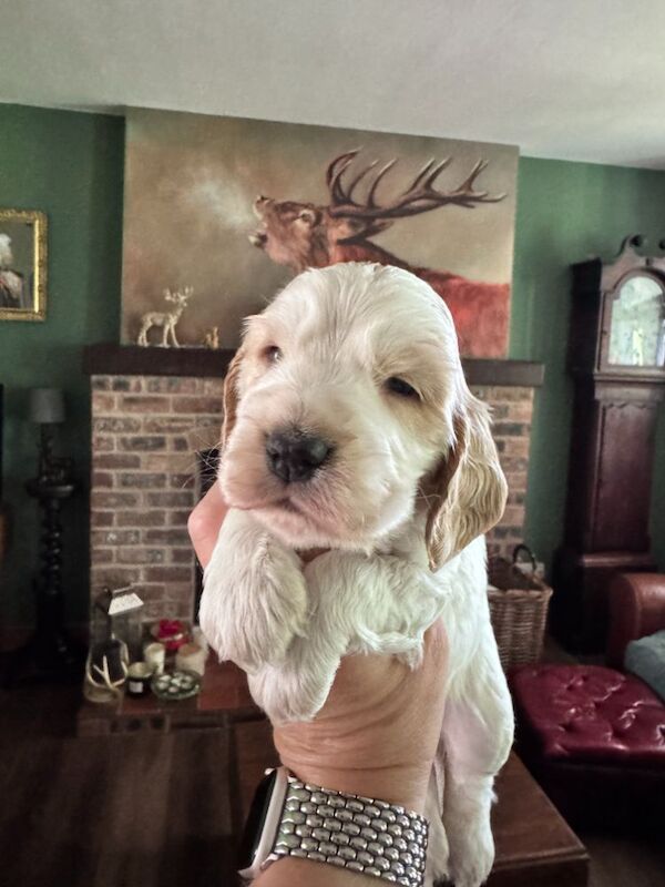 Stunning Show type cocker puppies for sale in Carlisle, Cumbria | Image 3