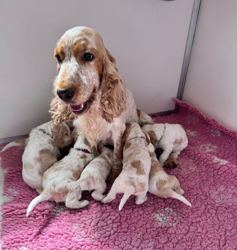 Stunning Show type cocker puppies for sale in Carlisle, Cumbria | Image 4