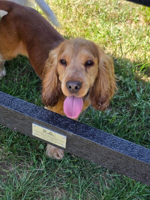 Stunning show type cocker spaniel for stud