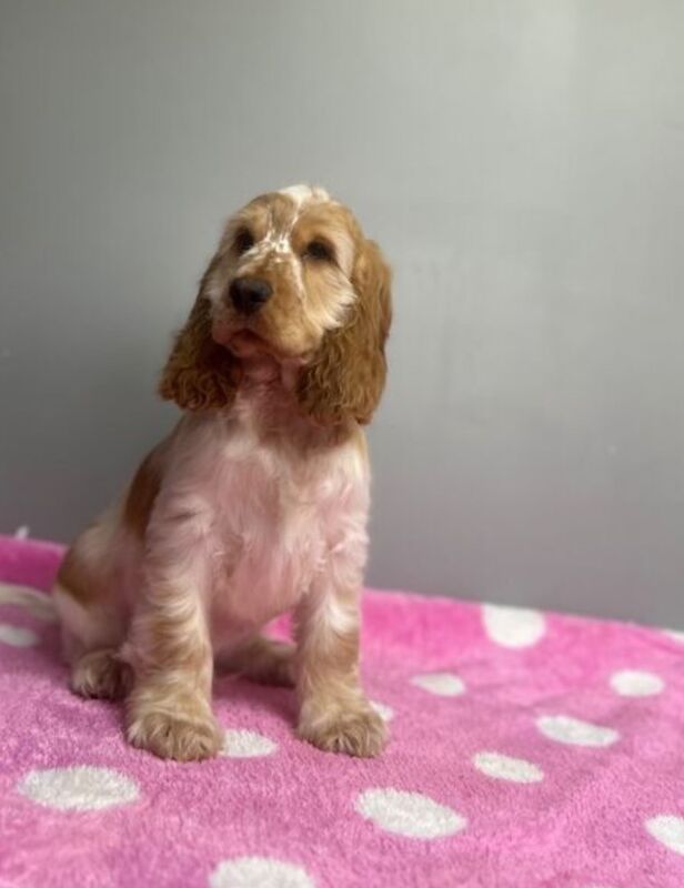 Kennel Club Registered Cocker Spaniel Puppies For Sale