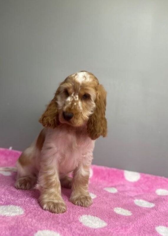 Cocker Spaniel puppies for sale in Wisbech, Cambridgeshire – KC registered, 5 months old - Image 2 of 5